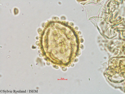 Gynocardia odorata - lame n° 4072