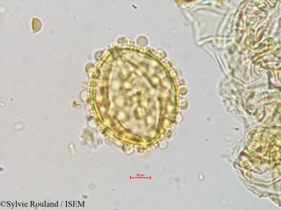 Gynocardia odorata - lame n° 4072
