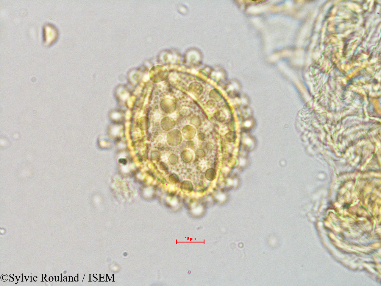 Sylvie.Rouland/Gynocardia_odorata_4072/Gynocardia_odorata_4072_0006(copy).jpg