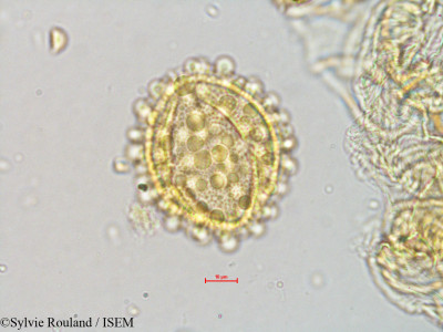 Gynocardia odorata - lame n° 4072