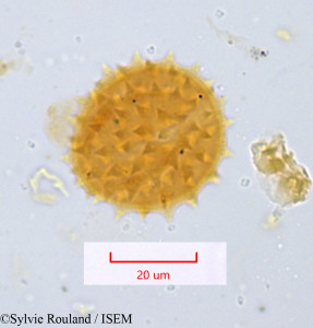 Sylvie.Rouland/Gynura_aurantiaca_1070/Gynura_aurantiaca_1070_0001(copy)_thumb.jpg