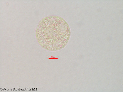 Sylvie.Rouland/Gypsophila_fastigiata_3300/Gypsophila_fastigiata_3300_0001(copy)_thumb.jpg
