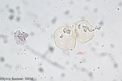 Sylvie.Rouland/Gypsophila_glomerata_5901/Gypsophila_glomerata_5901_0001(copy)_thumb.jpg