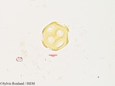 Gypsophila repens - lame n° 3301