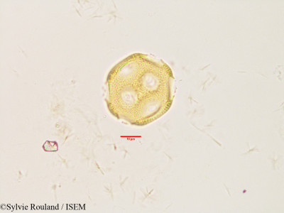 Gypsophila repens - lame n° 3301