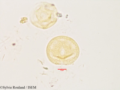 Gypsophila repens - lame n° 3301