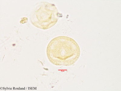 Gypsophila repens - lame n° 3301