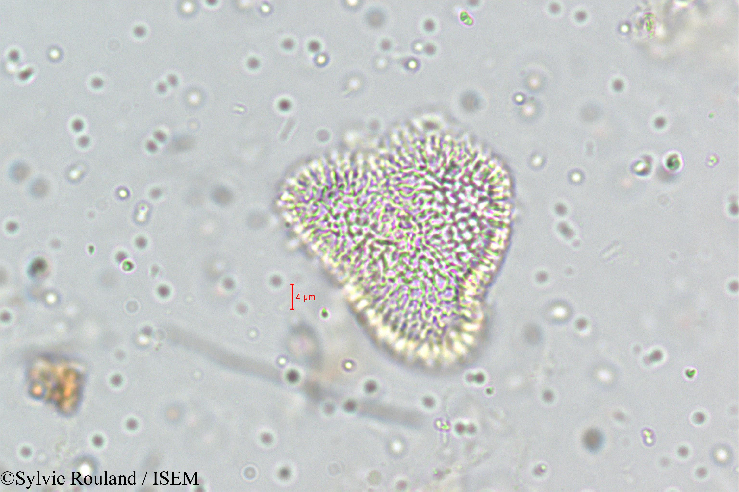 Sylvie.Rouland/Habenaria_elliptica_5111/Habenaria_elliptica_5111_0001(copy).jpg