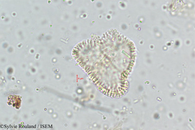 Habenaria elliptica - lame n° 5111