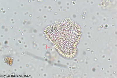 Habenaria elliptica - lame n° 5111