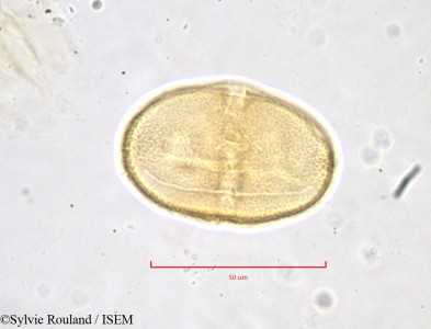 Sylvie.Rouland/Hacquetia_epipactis_828/Hacquetia_epipactis_828_0001(copy)_thumb.jpg