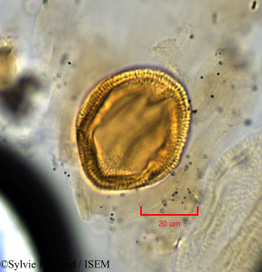 Sylvie.Rouland/Halimium_halimifolium_1767/Halimium_halimifolium_1767_0001(copy)_thumb.jpg