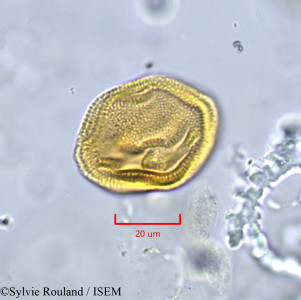 Sylvie.Rouland/Halimium_lasiocalycinum_1765/Halimium_lasiocalycinum_1765_0001(copy)_thumb.jpg