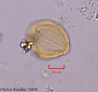 Sylvie.Rouland/Halimium_lasiocalycinum_1766/Halimium_lasiocalycinum_1766_0001(copy)_thumb.jpg