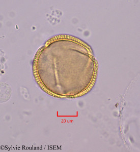 Sylvie.Rouland/Halimium_umbellatum_1768/Halimium_umbellatum_1768_0001(copy)_thumb.jpg