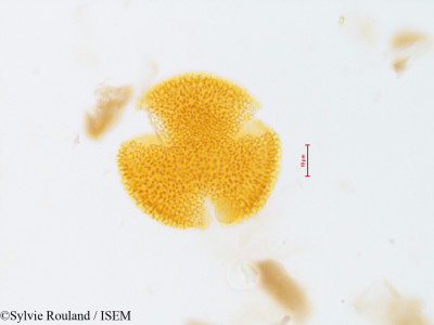 Sylvie.Rouland/Hamiltonia_suaveolens_4022/Hamiltonia_suaveolens_4022_0001(copy)_thumb.jpg