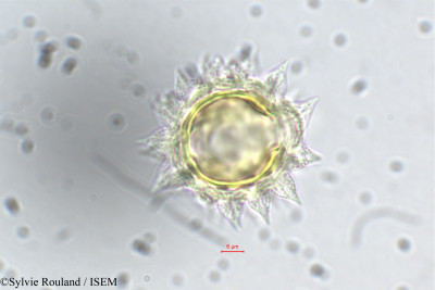 Sylvie.Rouland/Haplocarpha_rueppelii_5499/Haplocarpha_rueppelii_5499_0001(copy)_thumb.jpg