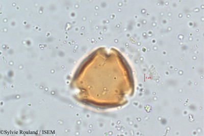 Hardenbergia comptoniana - lame n° 5103