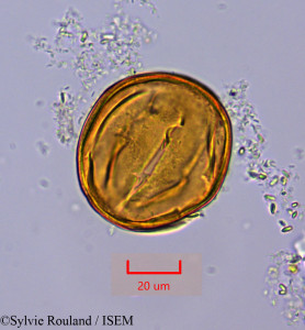 Sylvie.Rouland/Harpagophytum_peltatum_1526/Harpagophytum_peltatum_1526_0001(copy)_thumb.jpg