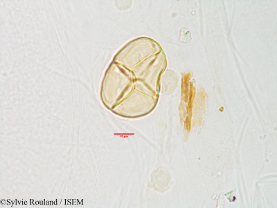 Sylvie.Rouland/Harpanema_acuminatum_3042/Harpanema_acuminatum_3042_0001(copy)_thumb.jpg