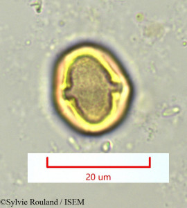 Sylvie.Rouland/Hartogiopsis_trilobocarpa_1150/Hartogiopsis_trilobocarpa_1150_0001(copy)_thumb.jpg
