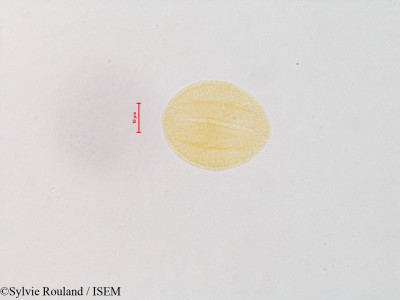 Sylvie.Rouland/Hebe_speciosa_4852/Hebe_speciosa_4852_0001(copy)_thumb.jpg