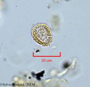 Sylvie.Rouland/Hedycarya_baudouinii_1819/Hedycarya_baudouinii_1819_0001(copy)_thumb.jpg