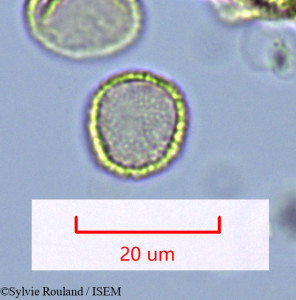 Sylvie.Rouland/Hedycarya_chrysophylla_1632/Hedycarya_chrysophylla_1632_0001(copy)_thumb.jpg