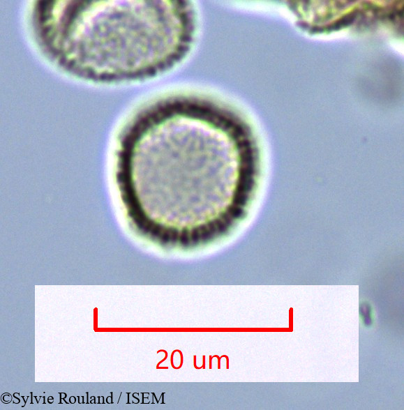 Sylvie.Rouland/Hedycarya_chrysophylla_1632/Hedycarya_chrysophylla_1632_0002(copy).jpg