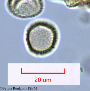 Hedycarya chrysophylla - lame n° 1632
