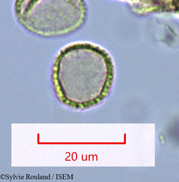 Sylvie.Rouland/Hedycarya_chrysophylla_1632/Hedycarya_chrysophylla_1632_0003(copy).jpg