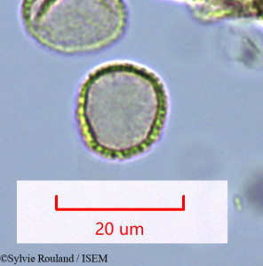 Hedycarya chrysophylla - lame n° 1632