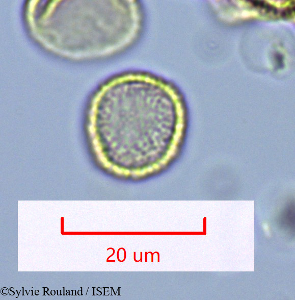 Sylvie.Rouland/Hedycarya_chrysophylla_1632/Hedycarya_chrysophylla_1632_0004(copy).jpg