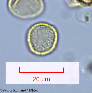 Hedycarya chrysophylla - lame n° 1632