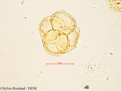Sylvie.Rouland/Helia_brevifolia_4256/Helia_brevifolia_4256_0001(copy)_thumb.jpg