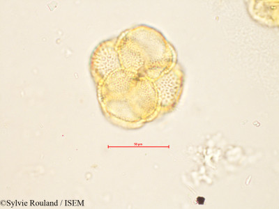 Helia brevifolia - lame n° 4256