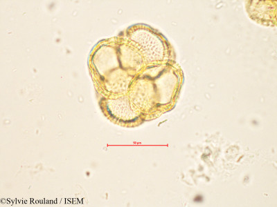 Helia brevifolia - lame n° 4256
