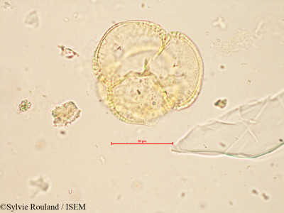 Helia brevifolia - lame n° 4256
