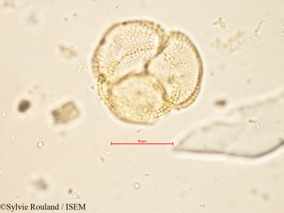 Helia brevifolia - lame n° 4256