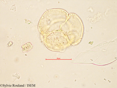 Helia brevifolia - lame n° 4256