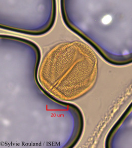 Helianthemum apenninum - lame n° 1850