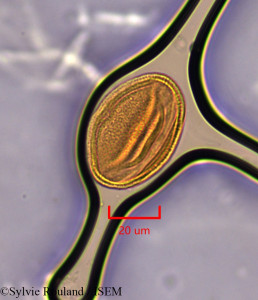 Helianthemum apenninum - lame n° 1850