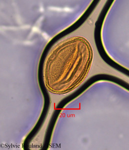 Helianthemum apenninum - lame n° 1850