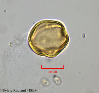 Sylvie.Rouland/Helianthemum_canariense_1814/Helianthemum_canariense_1814_0001(copy)_thumb.jpg