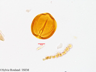 Sylvie.Rouland/Helianthemum_ellipticum_3572/Helianthemum_ellipticum_3572_0001(copy)_thumb.jpg