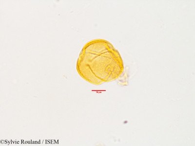 Sylvie.Rouland/Helianthemum_kahiricum_3573/Helianthemum_kahiricum_3573_0001(copy)_thumb.jpg