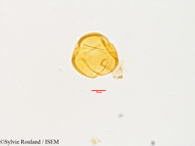 Helianthemum kahiricum - lame n° 3573