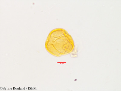 Helianthemum kahiricum - lame n° 3573