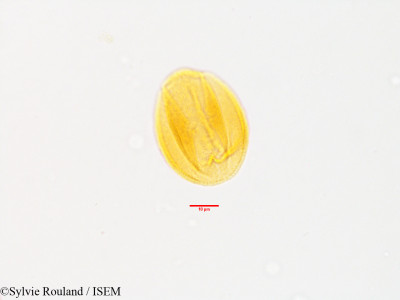 Helianthemum kahiricum - lame n° 3573