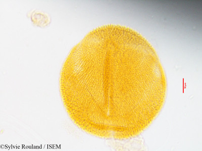 Sylvie.Rouland/Helianthemum_lavandulifolium_3574/Helianthemum_lavandulifolium_3574_0001(copy)_thumb.jpg